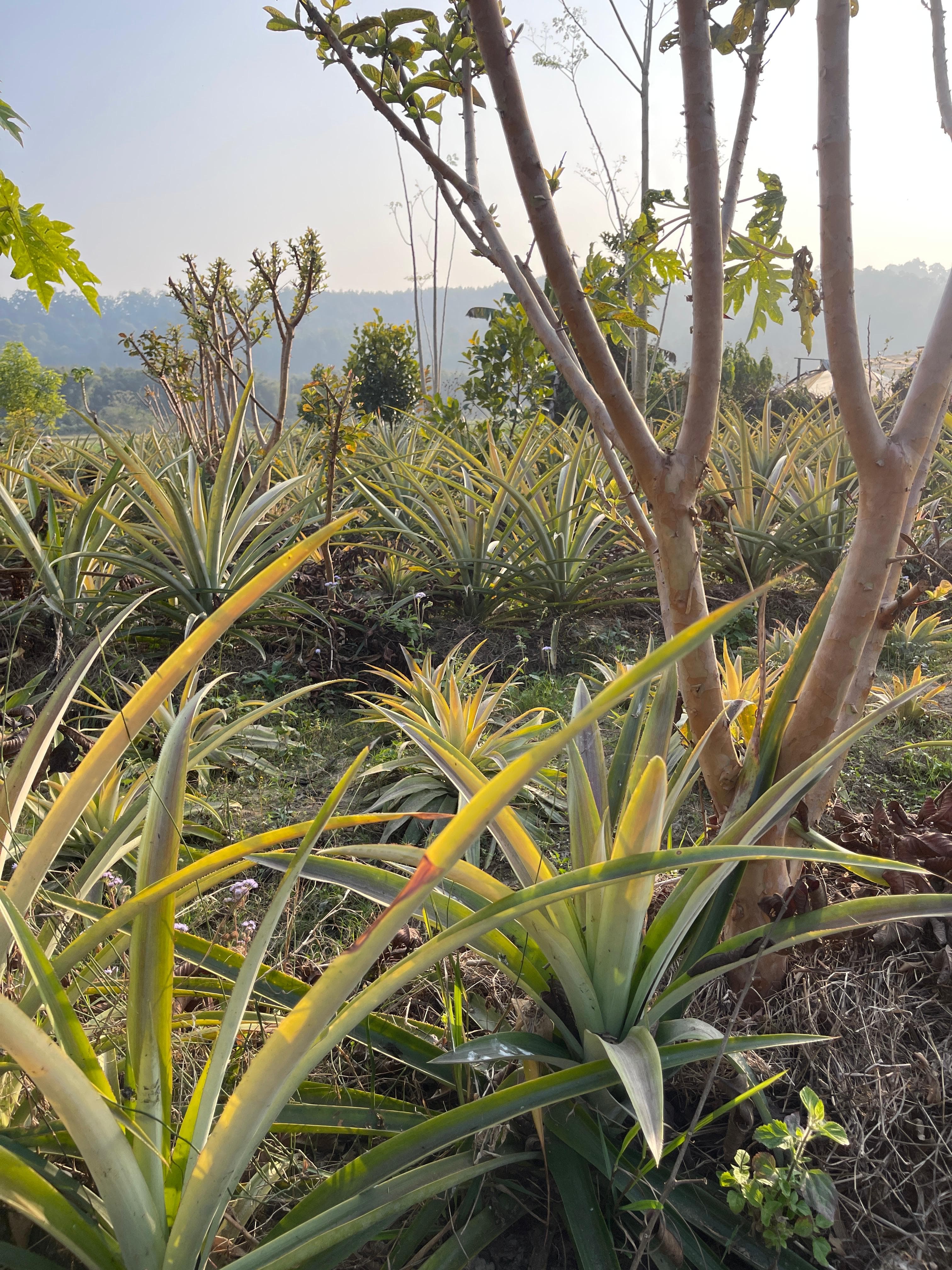 Pineapple plants growing on the farm