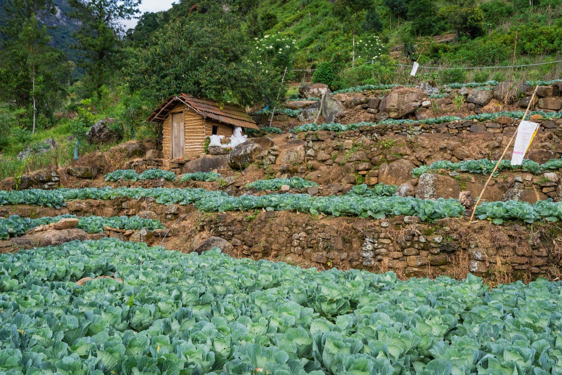 Terraced vegetable farm in Nepal's hill landscape
